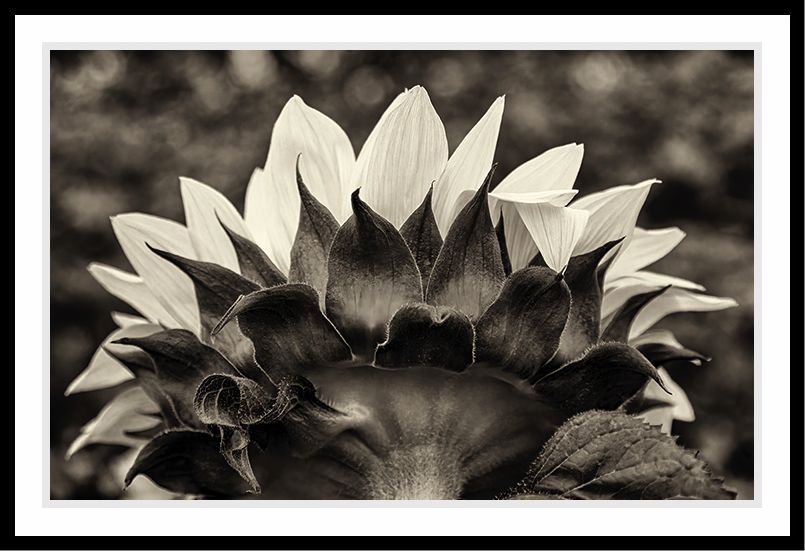 The back of a sunflower in black and white.